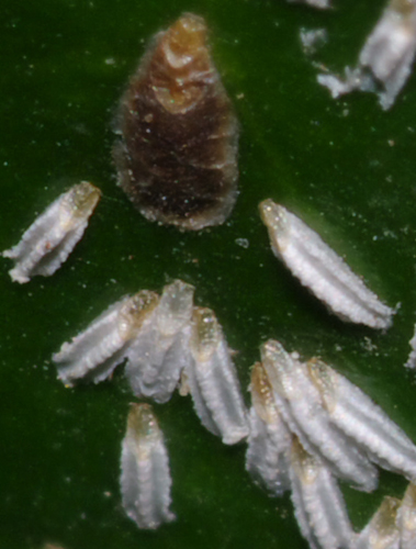 Cocciniglie: Unaspis euonymi